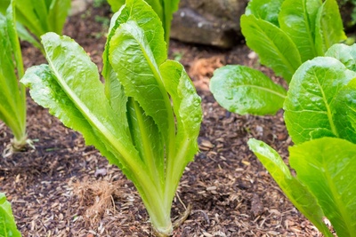 De makkelijkste moestuinplanten voor groentjes