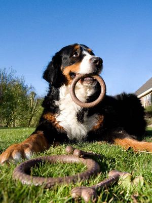 12 April: voordelig chippen en vaccineren met Dr. Woof!