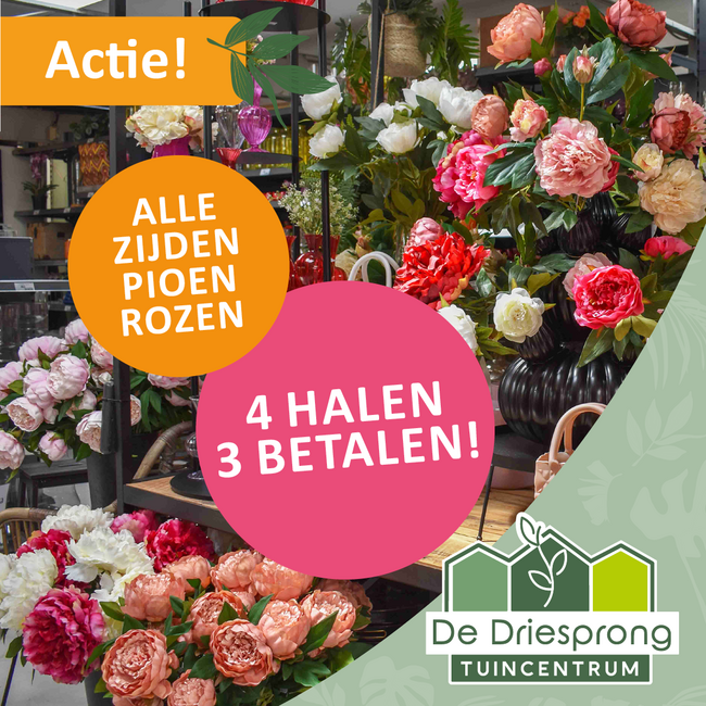 Alle zijden pioenrozen 4 halen 3 betalen!