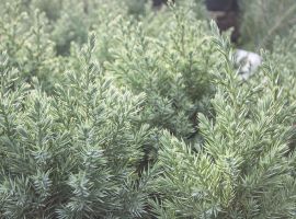 Bomen, heesters en coniferen