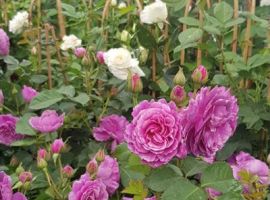 Rozen en klimplanten