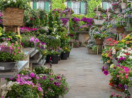 Tuinplanten