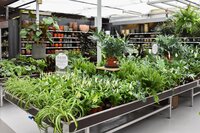 Kamerplanten