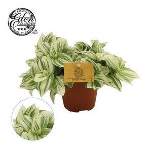 Tradescantia