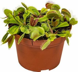 Vleesetende plant